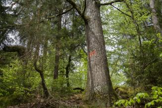Forêt FSC Dambach - (c) M. Rossi