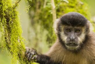 Argentina_ FSC certified forest of Arauco hosts significant biodiversity
