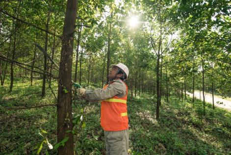 FSC report