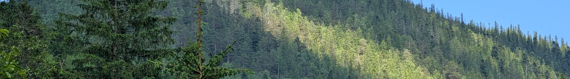 forest